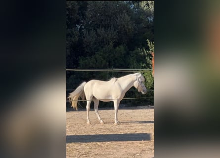 Welsh-B Mix, Wallach, 13 Jahre, 124 cm, Schimmel