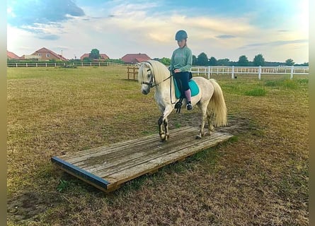 Welsh-B Mix, Wallach, 13 Jahre, 132 cm, Schimmel