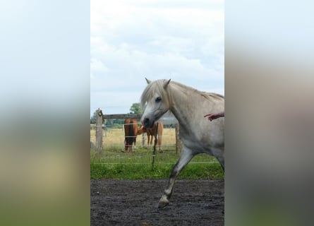 Welsh-B Mix, Wallach, 13 Jahre, 132 cm, Schimmel