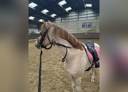 Welsh-B, Wallach, 18 Jahre, 119 cm, Roan-Red