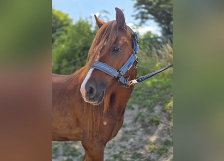 Welsh-B, Wallach, 3 Jahre, 133 cm, Fuchs