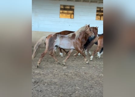 Welsh-B, Wallach, 3 Jahre, 134 cm, Roan-Red