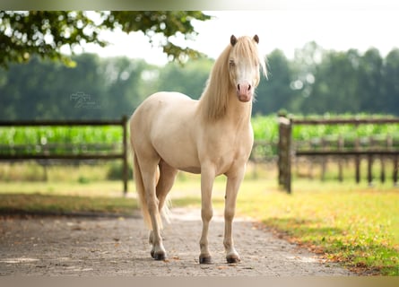 Welsh-B, Wallach, 4 Jahre, 113 cm, Perlino