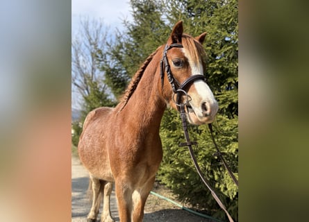 Welsh-B, Wallach, 4 Jahre, 115 cm, Dunkelfuchs