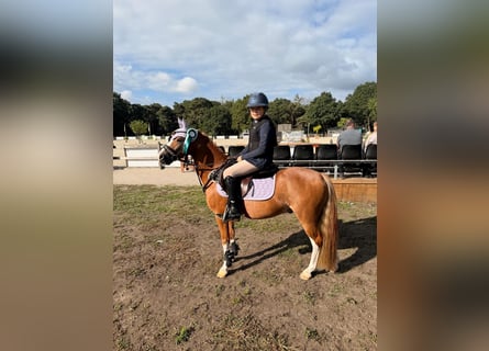 Welsh-B, Wallach, 4 Jahre, 126 cm, Dunkelfuchs