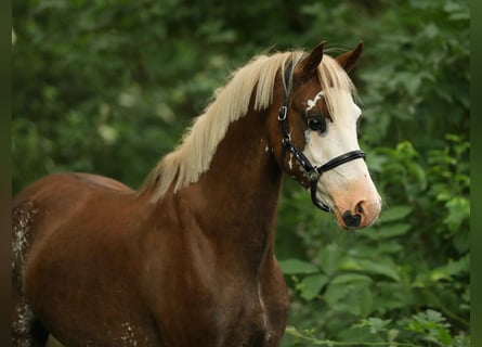 Welsh-B, Wallach, 4 Jahre, 130 cm, Fuchs