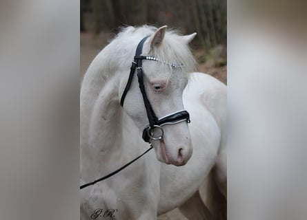 Welsh-B, Wallach, 4 Jahre, 131 cm, Cremello