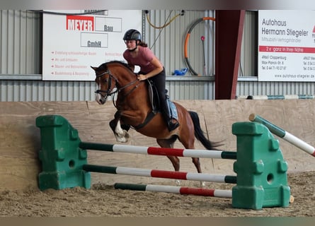 Welsh-B, Wallach, 4 Jahre, 134 cm, Brauner