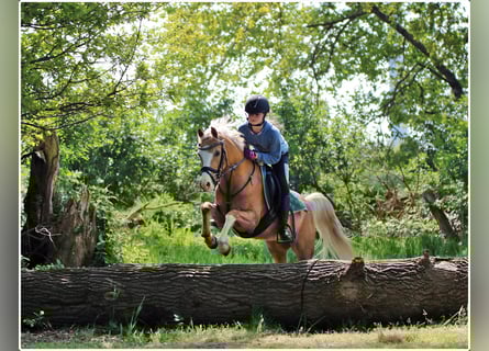 Welsh-B, Wallach, 4 Jahre, 135 cm, Palomino