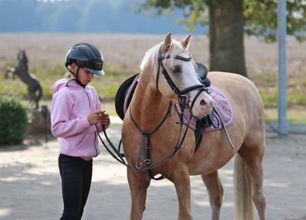 Welsh-B, Wallach, 4 Jahre, 135 cm, Palomino