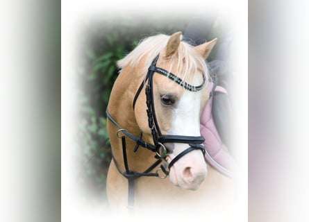 Welsh-B, Wallach, 4 Jahre, 135 cm, Palomino