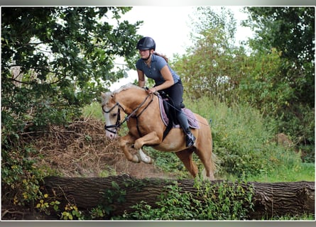 Welsh-B, Wallach, 4 Jahre, 136 cm, Palomino