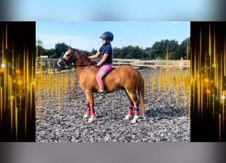 Welsh-B, Wallach, 5 Jahre, 126 cm, Fuchs
