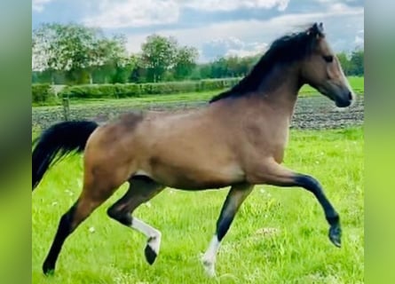 Welsh-B Mix, Wallach, 5 Jahre, 135 cm, Buckskin