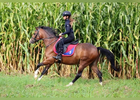 Welsh-B, Wallach, 6 Jahre, 135 cm, Brauner