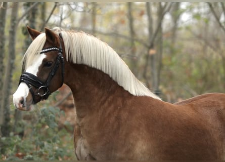 Welsh-B, Wallach, 7 Jahre, 132 cm, Fuchs