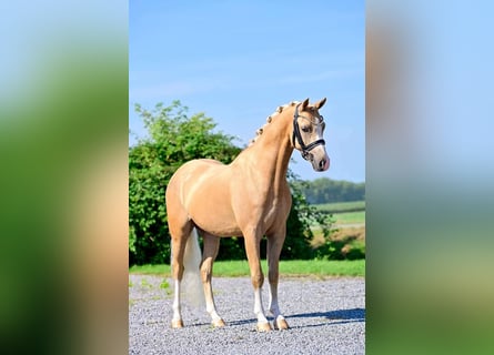 Welsh-B, Wallach, 7 Jahre, 136 cm, Palomino