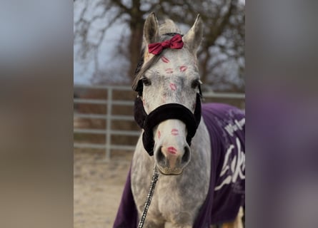 Welsh-B, Wallach, 7 Jahre, 143 cm, Apfelschimmel