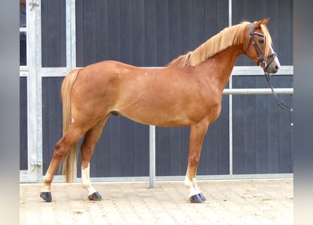 Welsh-B, Wallach, 8 Jahre, 136 cm, Fuchs