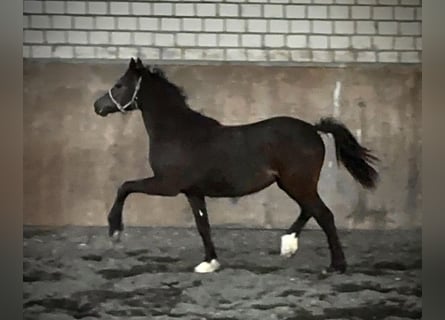 Welsh C (cob), Sto, 1 år, 135 cm, Rökfärgad svart