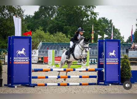 Welsh C (cob), Valack, 5 år, 136 cm, Grå-blå-brun