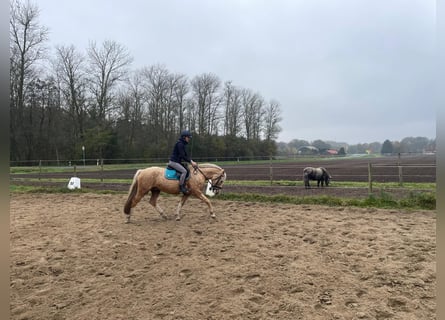 Welsh C (of Cob Type) Mix, Gelding, 6 years, 14,1 hh, Champagne