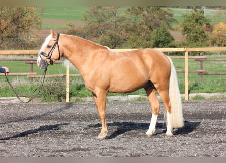 Welsh-C, Wallach, 7 Jahre, 13,1 hh, Palomino