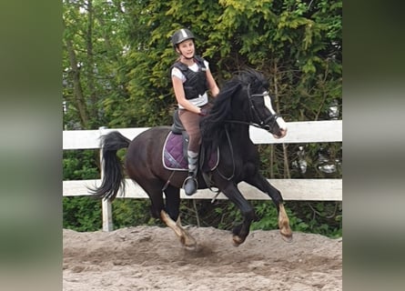 Welsh C (of Cob Type), Gelding, 9 years, 13.1 hh, Black