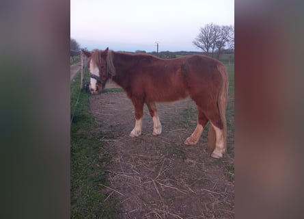 Welsh C (of Cob Type), Mare, 12 years, 13 hh, Chestnut-Red