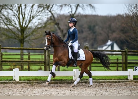 Welsh C (of Cob Type), Mare, 13 years, 13 hh, Brown