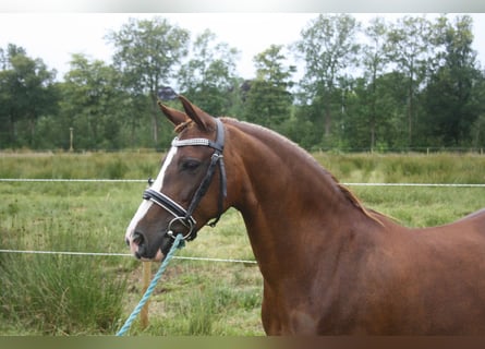 Welsh C (of Cob Type), Mare, 14 years, 12,2 hh, Chestnut-Red