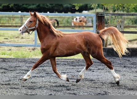 Welsh C (of Cob Type), Mare, 2 years, 13,1 hh, Chestnut-Red