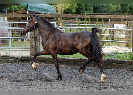 Welsh C (of Cob Type), Mare, 2 years, 13.1 hh, Smoky-Black