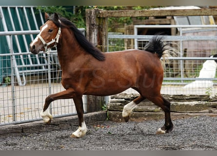 Welsh C (of Cob Type), Mare, 2 years, 13 hh, Brown