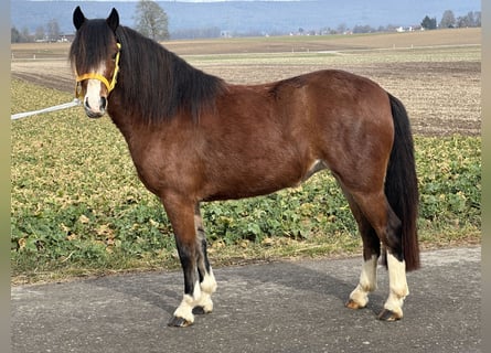 Welsh C (of Cob Type), Mare, 3 years, 12 hh, Brown