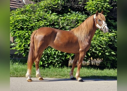 Welsh C (of Cob Type), Mare, 4 years, 13.1 hh, Chestnut-Red