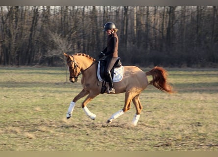 Welsh C (of Cob Type), Mare, 4 years, 14.1 hh, Chestnut-Red