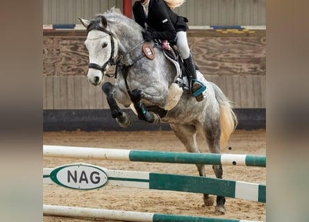 Welsh C (of Cob Type), Mare, 8 years, 13,1 hh, Gray