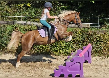 Welsh C (of Cob Type), Mare, 9 years, 13,1 hh, Chestnut-Red