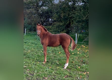 Welsh C (of Cob Type), Mare, Foal (05/2024), 16,1 hh, Sorrel