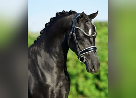 Welsh C (of Cob Type), Stallion, 2 years, 13.1 hh, Black