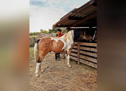 Welsh C (of Cob Type) Mix, Stallion, 6 years, 14.1 hh, Pinto