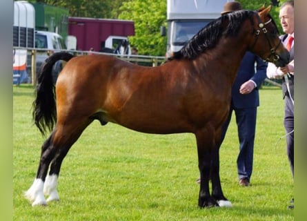 Welsh C (of Cob Type), Stallion, 8 years, 13.1 hh, Brown