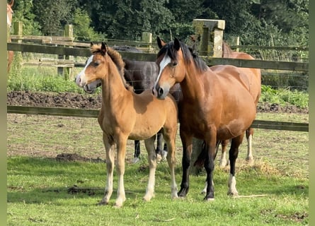 Welsh C (of Cob Type), Stallion, Foal (05/2024), 13,1 hh, Brown