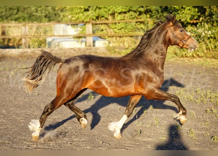 Welsh-C, Castrone, 2 Anni, 140 cm, Baio