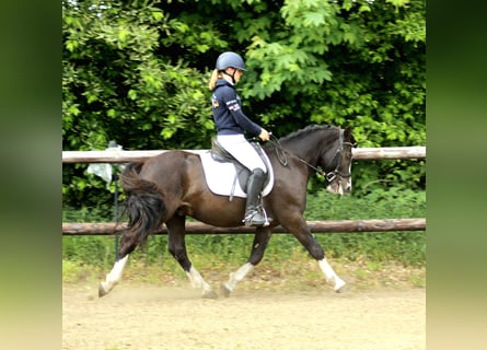 Welsh-C, Castrone, 5 Anni, 143 cm, Morello