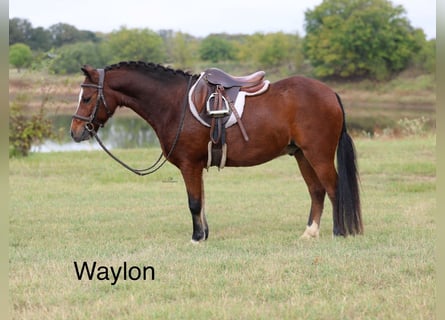 Welsh-C, Castrone, 6 Anni, 112 cm, Baio ciliegia