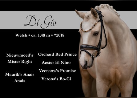 Welsh-C, Castrone, 7 Anni, 148 cm, Palomino