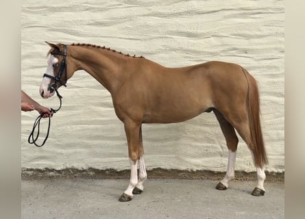 Welsh-C, Castrone, 8 Anni, 128 cm, Sauro scuro
