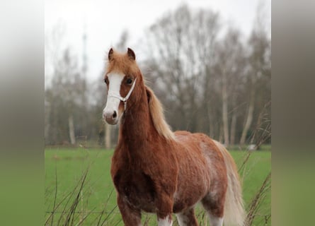 Welsh-C, Étalon, 1 Année, 130 cm, Alezan